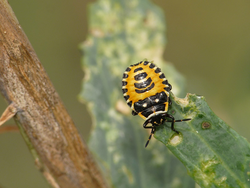 Pentatomidae: Eurydema ventralis